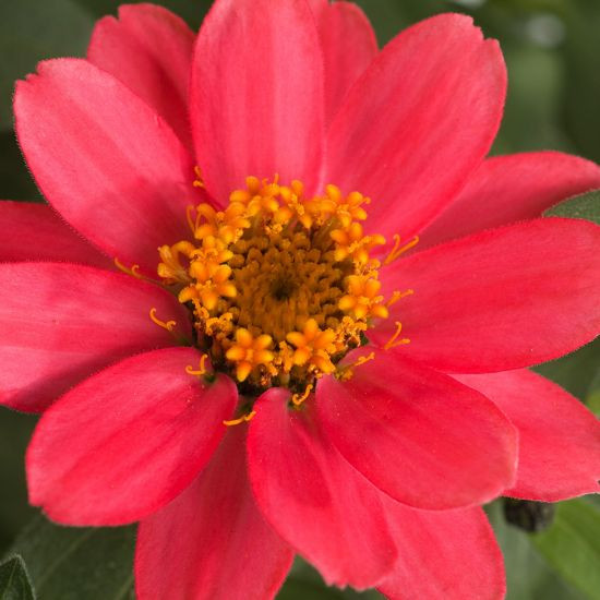 Zinnia Profusion Coral Pink,Zinnia Profusion Series, Zinnia Elegans 'Profusion, Zinnia angustifolia 'Profusion', Zinnia x hybrida 'Profusion', Drought tolerant plants, heat tolerant plants, Humidity tolerant plants, Low maintenance plants